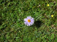 China  Tagong. Grasslands. Flower I found just walking along. : Asia, China, Flowers, Mountains, Tagong Grassland